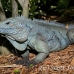 iguana_blue_qebp_gc_h_0197_cay0668.jpg